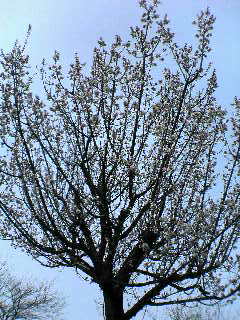 20060408_160160.jpg