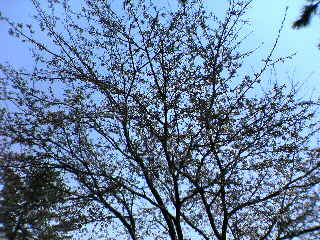20060411_162125.jpg